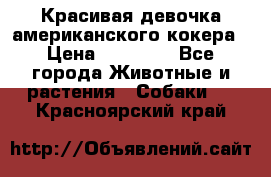 Красивая девочка американского кокера › Цена ­ 35 000 - Все города Животные и растения » Собаки   . Красноярский край